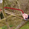 image:image21 Log Saw21 Log Saw
