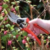 image:imageSpear amp Jackson 6657BS Razorsharp Professional Short Blade Bypass PrunerHeavy Duty Bypass