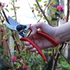 image:imageSpear amp Jackson 6657BS Razorsharp Professional Short Blade Bypass PrunerHeavy Duty Bypass