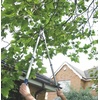 image:imageSpear amp Jackson 8090RS Razorsharp Telescopic Ratchet Bypass LoppersTelescopic Ratchet Anvil Lopper